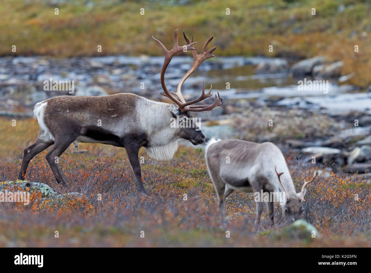 Reindeer (Rangifer tarandus),  pair in the rut, male driving the female Stock Photo