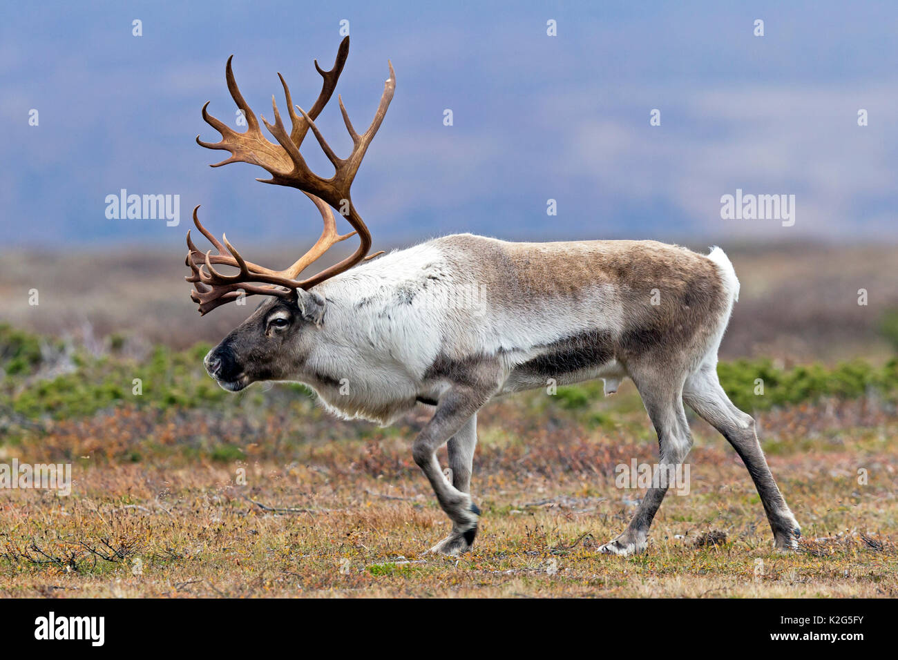 Reindeer (Rangifer tarandus),  Male in the rut Stock Photo