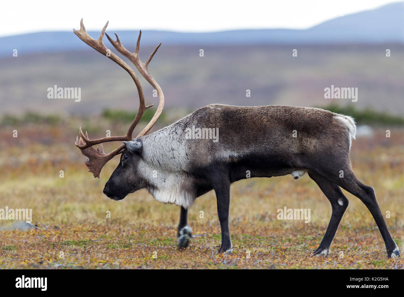 Reindeer (Rangifer tarandus),  Male in the rut Stock Photo