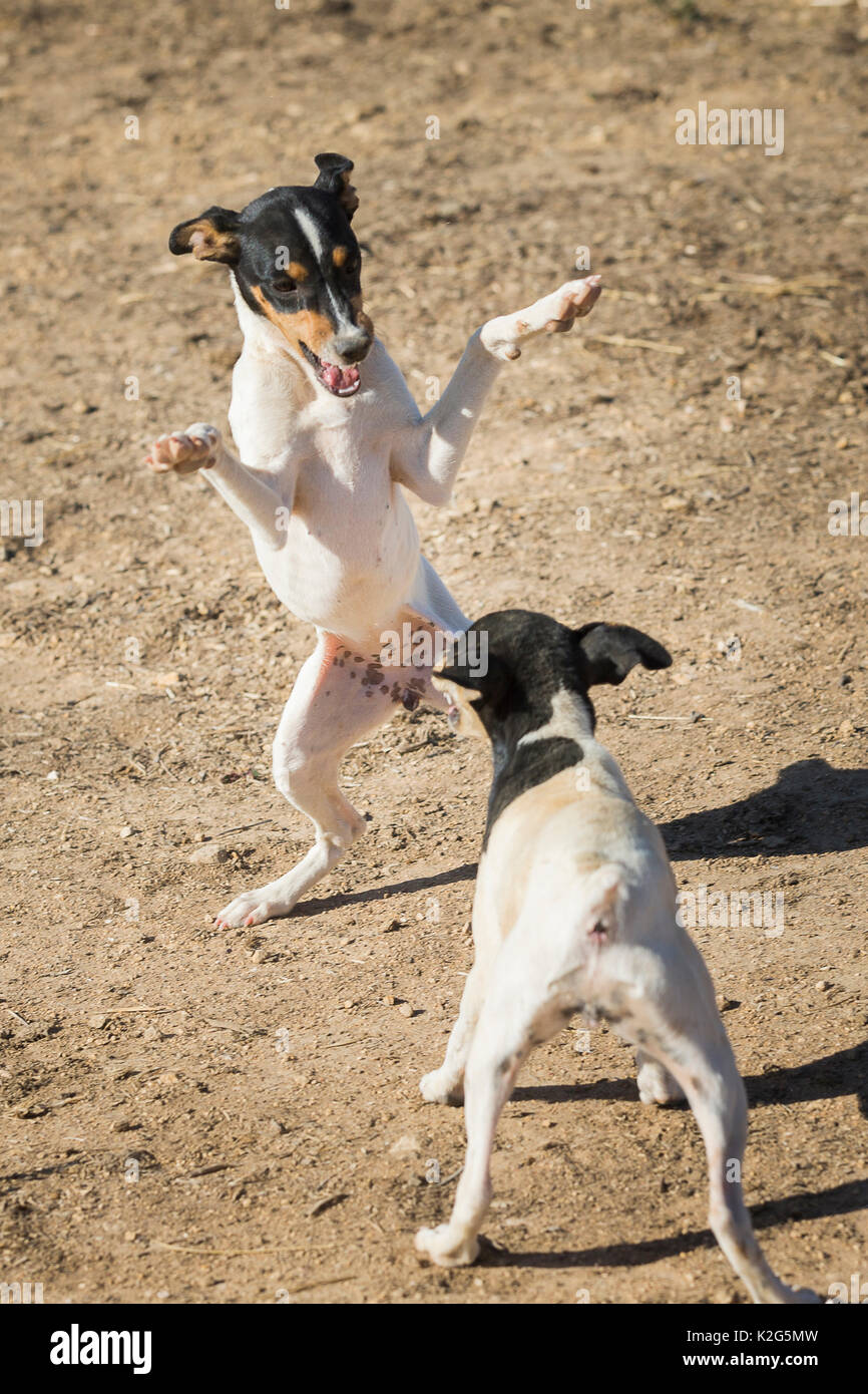 Ratonero Bodeguero Andaluz. Two adult dogs playing in the sand. Spain Stock Photo