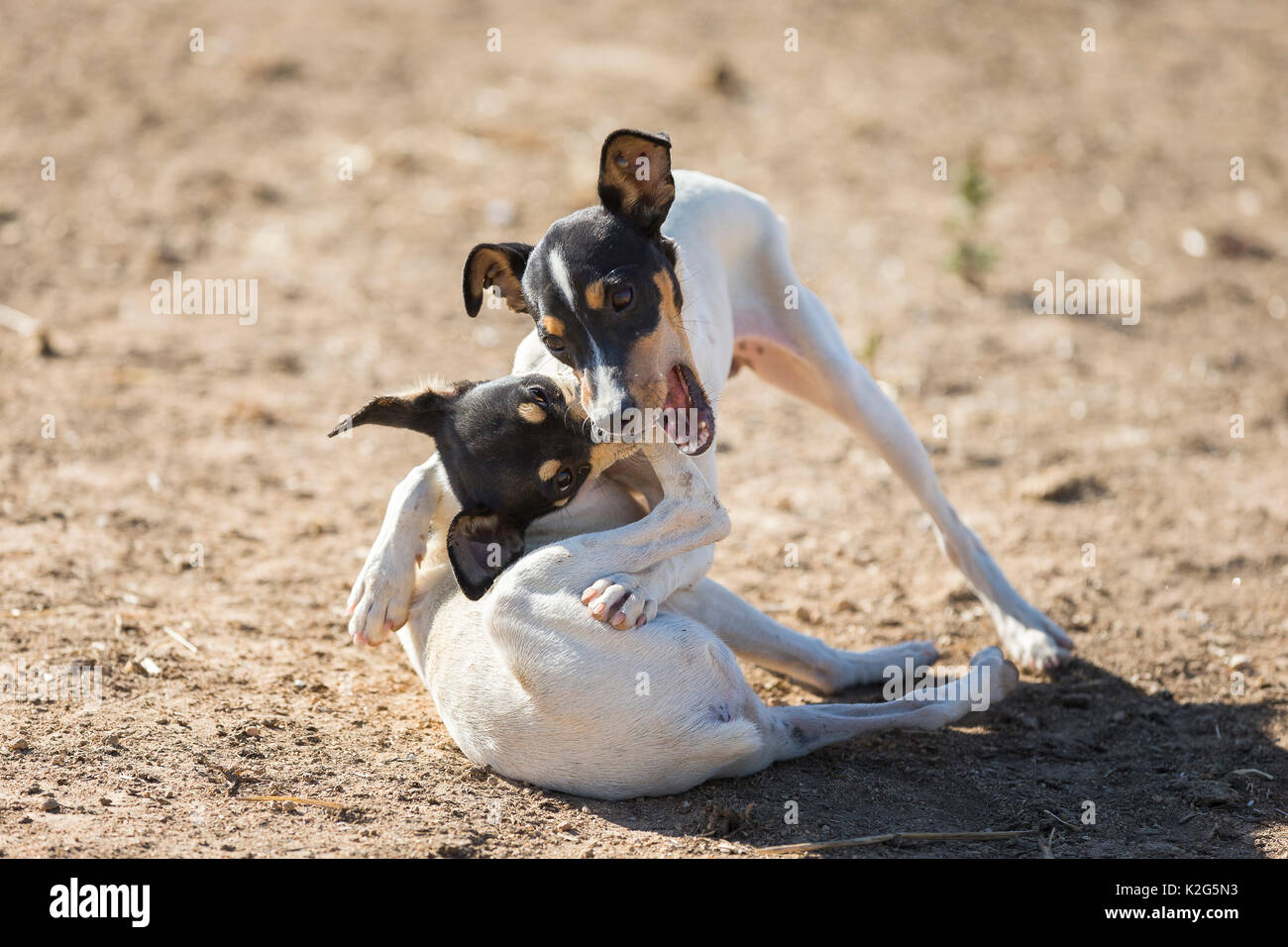 Ratonero Bodeguero Andaluz. Two adult dogs playing in the sand. Spain Stock Photo