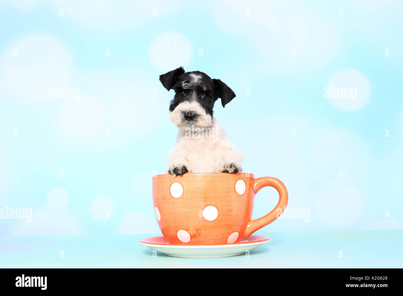 Parti-colored Miniature Schnauzer. Puppy in a big orange cup with white polka dots, seen against a light blue background. Germany Stock Photo