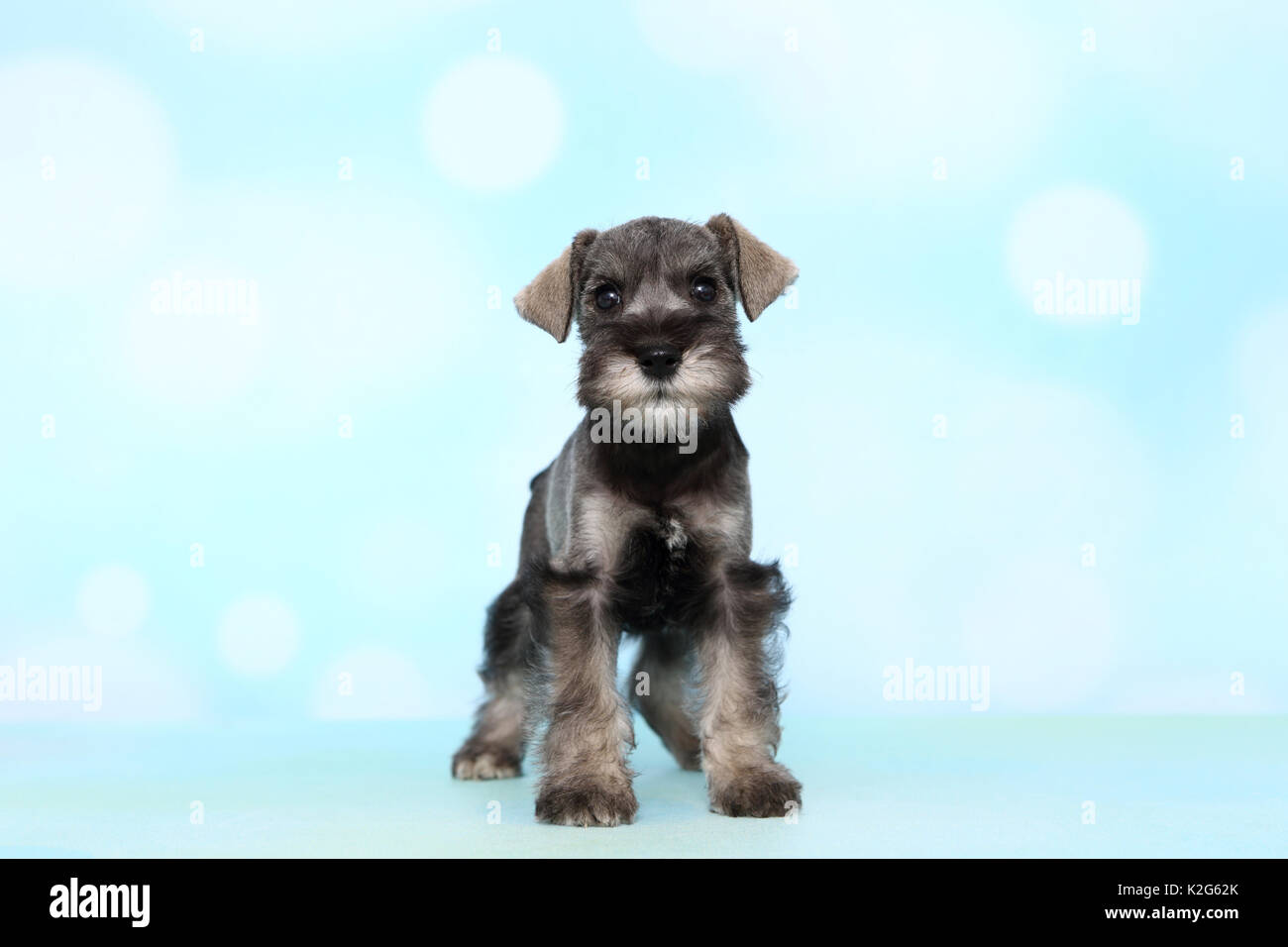 Miniature Schnauzer. Puppy standing, seen against a light blue background. Germany Stock Photo