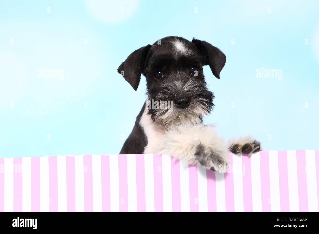 Parti-colored Miniature Schnauzer. Puppy in a striped box, seen against a light blue background. Germany Stock Photo