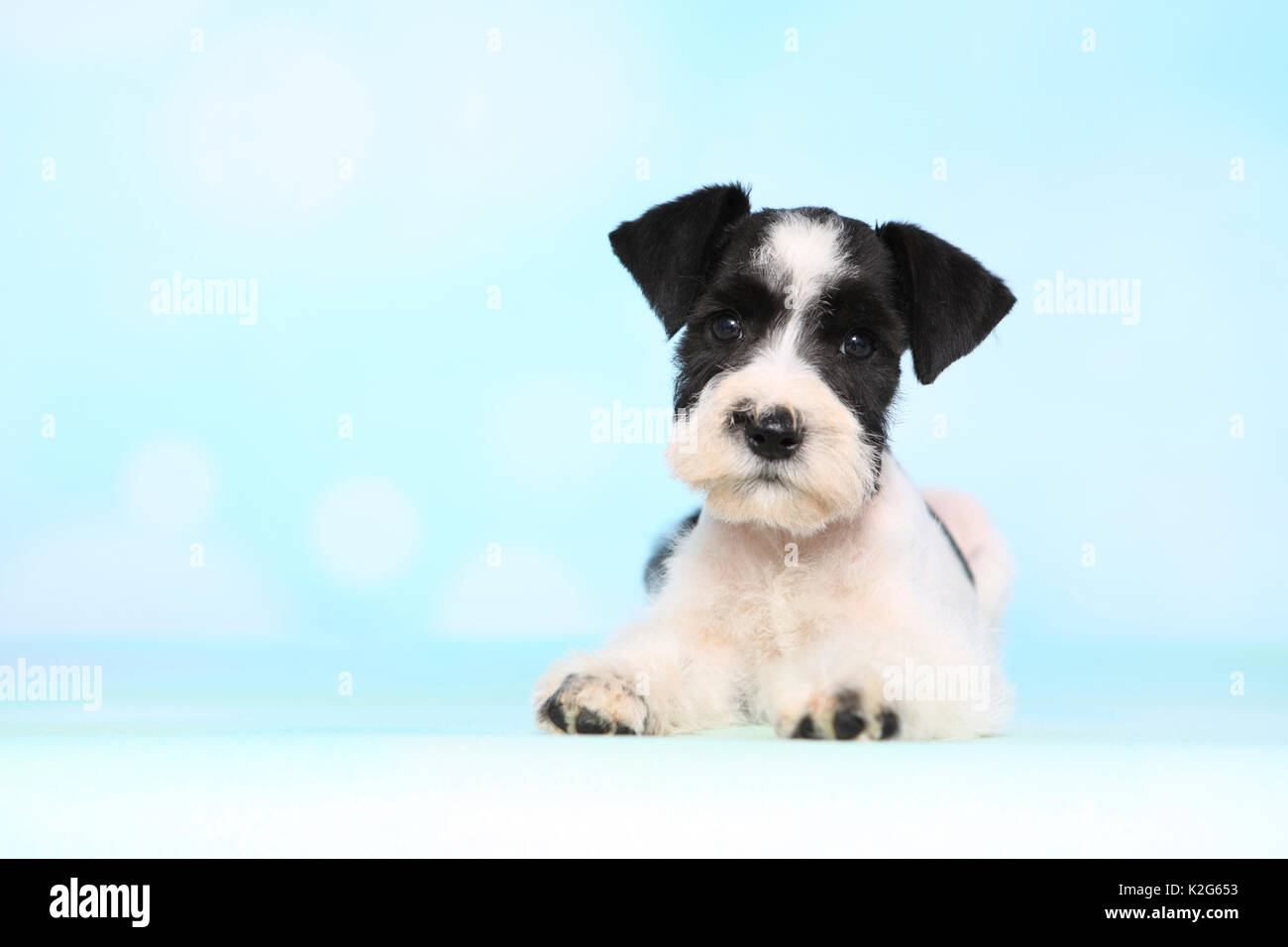 Parti-colored Miniature Schnauzer. Puppy lying, seen against a light blue background. Germany Stock Photo