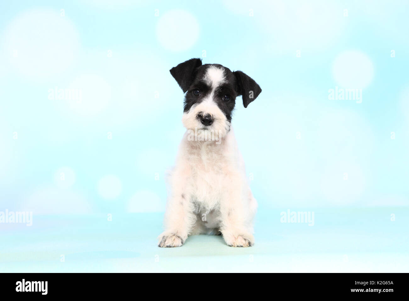 Parti-colored Miniature Schnauzer. Puppy sitting, seen against a light blue background. Germany Stock Photo