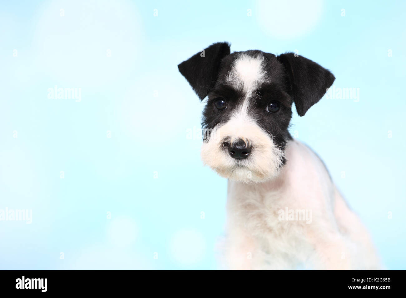 Parti-colored Miniature Schnauzer. Portrait of a puppy, seen against a light blue background. Germany Stock Photo
