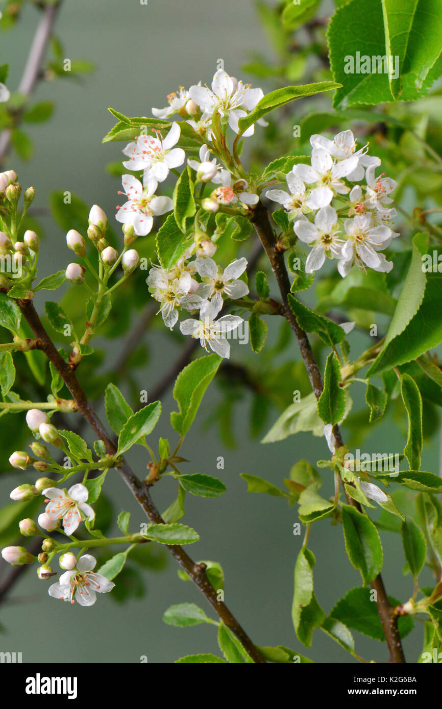 Mahaleb Cherry, St. Lucie Cherry (Prunus mahaleb), flowering twig Stock Photo