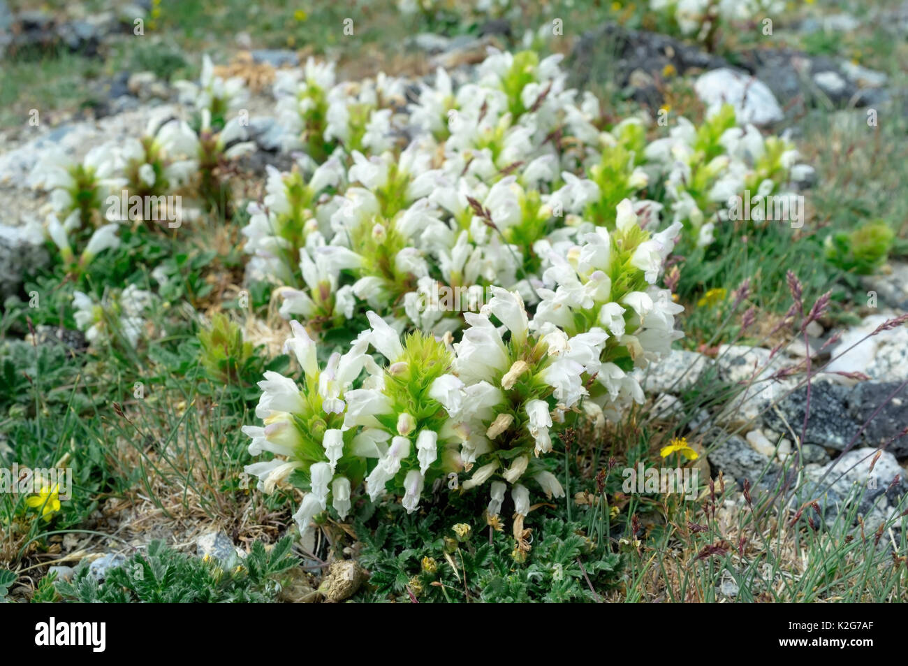 Flowers in leh Ladakh, Jammu and Kashmir, India Stock Photo Alamy