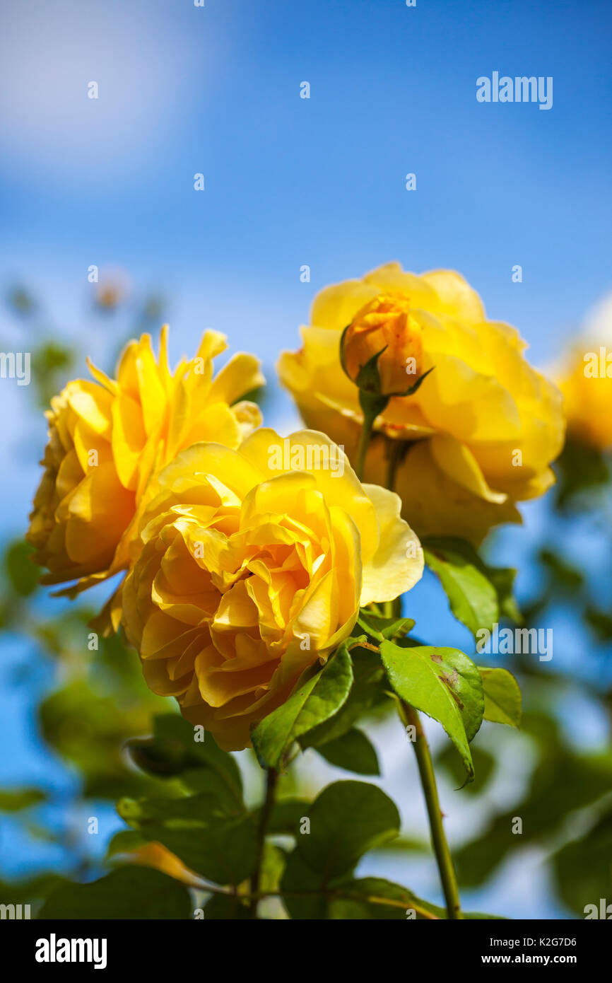 Yellow Rose and Blue Sky Stock Photo - Alamy