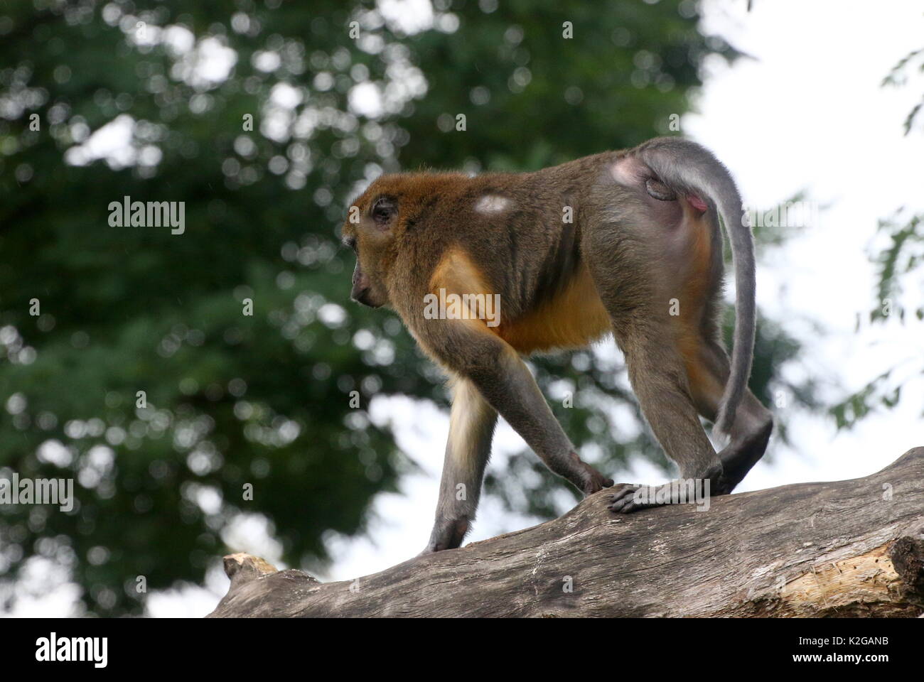 Central African Golden bellied mangabey (Cercocebus chrysogaster) in a