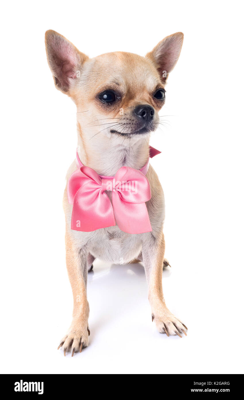 Little Dog And Bow Stock Photos Little Dog And Bow Stock Images