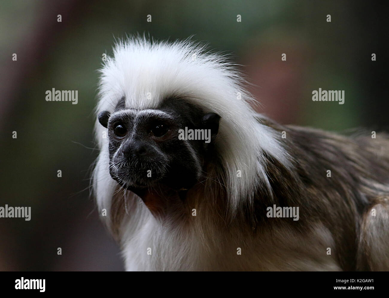 Cotton top tamarin or Pinché tamarin (Saguinus oedipus), native to North West Colombia Stock Photo