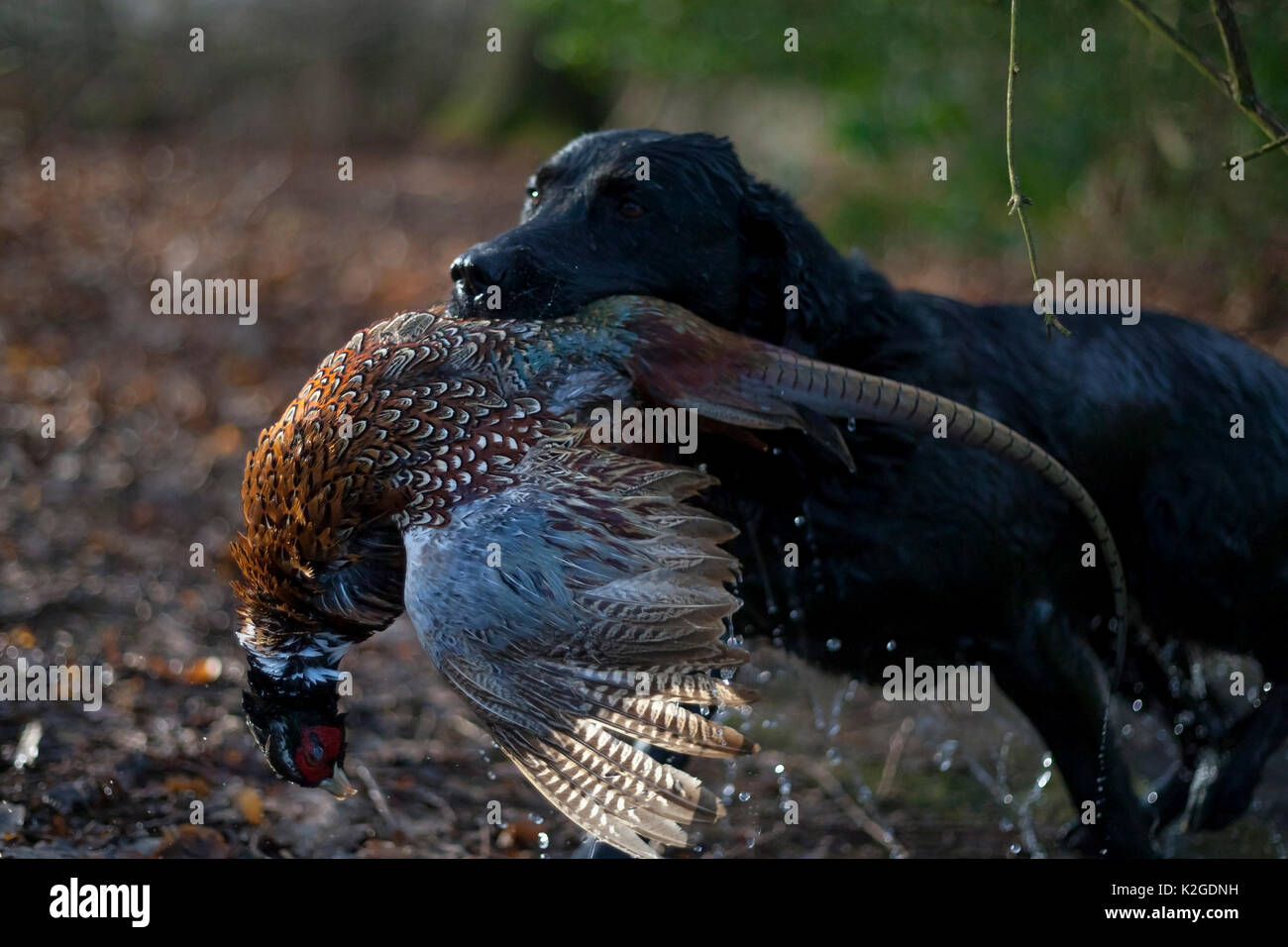 Wet labrador gundog emerging from lake with a male Ring-necked pheasant (Phasianus colchicus) in its mouth during a winter shoot on shooting estate, southern England, UK. January. Stock Photo