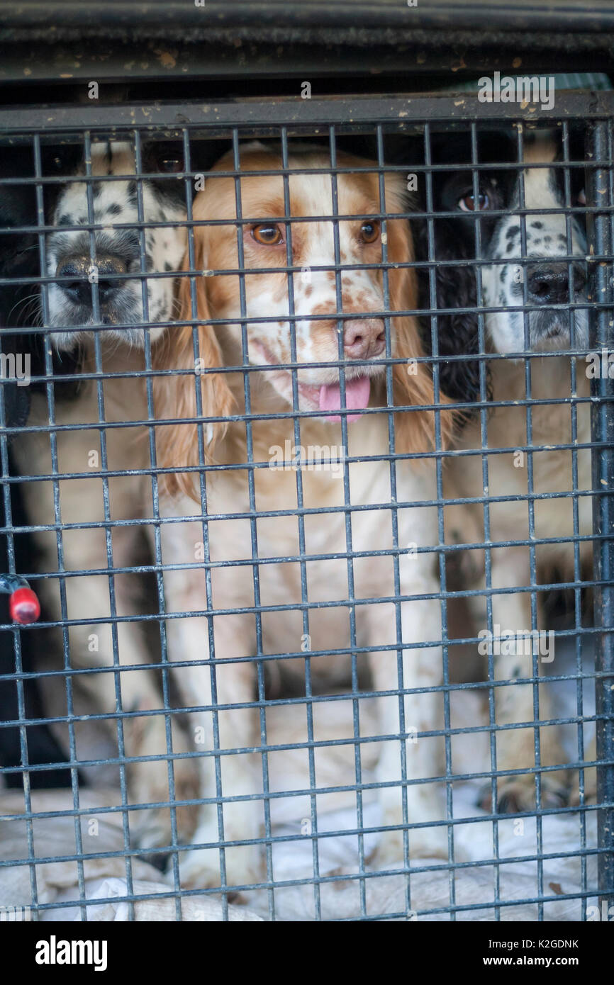 Gundogs waiting to be let out of their crate in the back of a gamekeeper's truck during a winter shoot on shooting estate, southern England, UK. January. Stock Photo