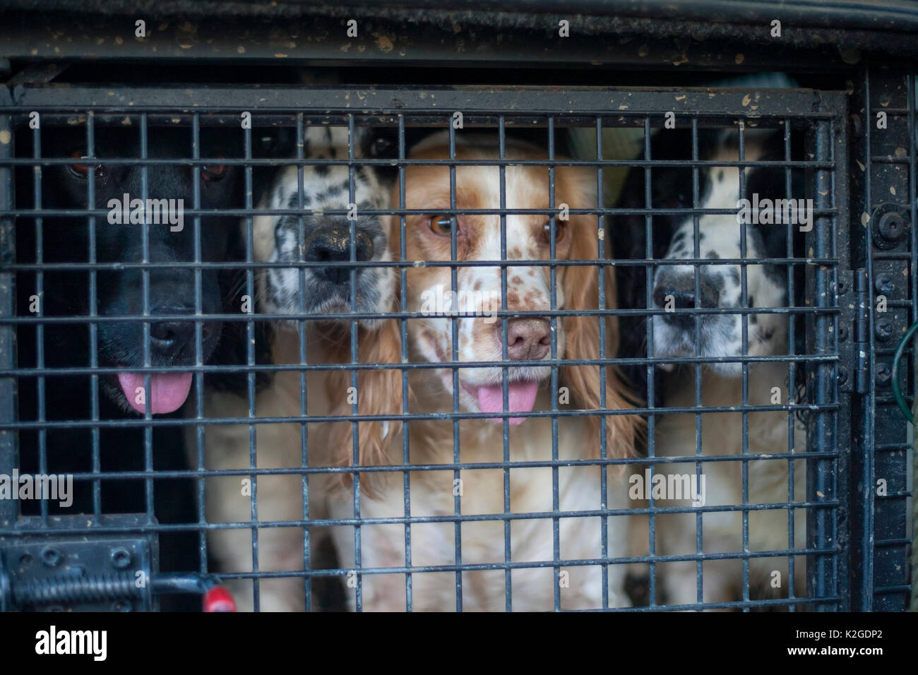 Gundogs waiting to be let out of their crate in the back of a gamekeeper's truck during a winter shoot on shooting estate, southern England, UK. January. Stock Photo