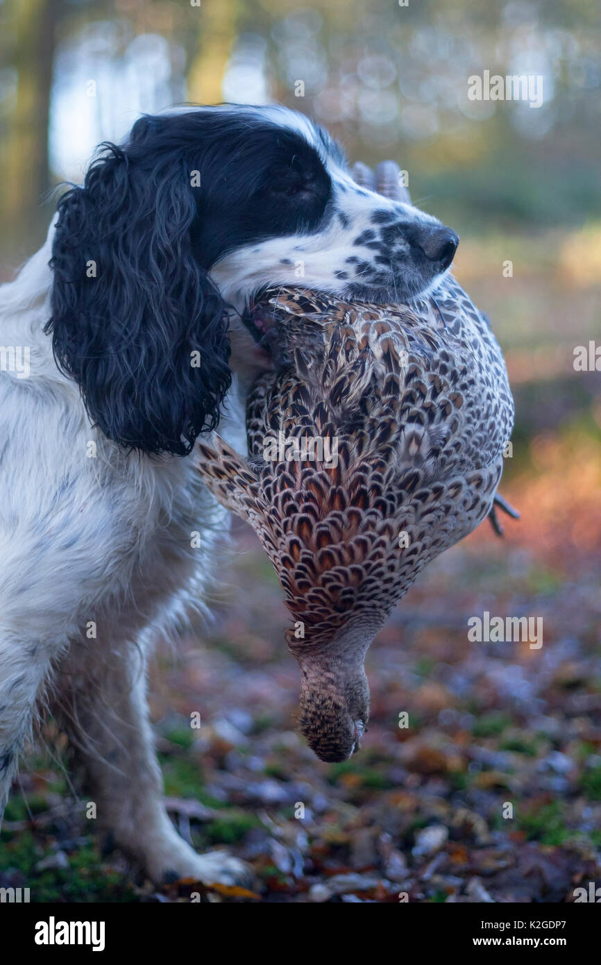 Spaniel gundog holding a dead female Ring-necked pheasant (Phasianus colchicus) in its mouth during a winter shoot on shooting estate, southern England, UK. January. Stock Photo