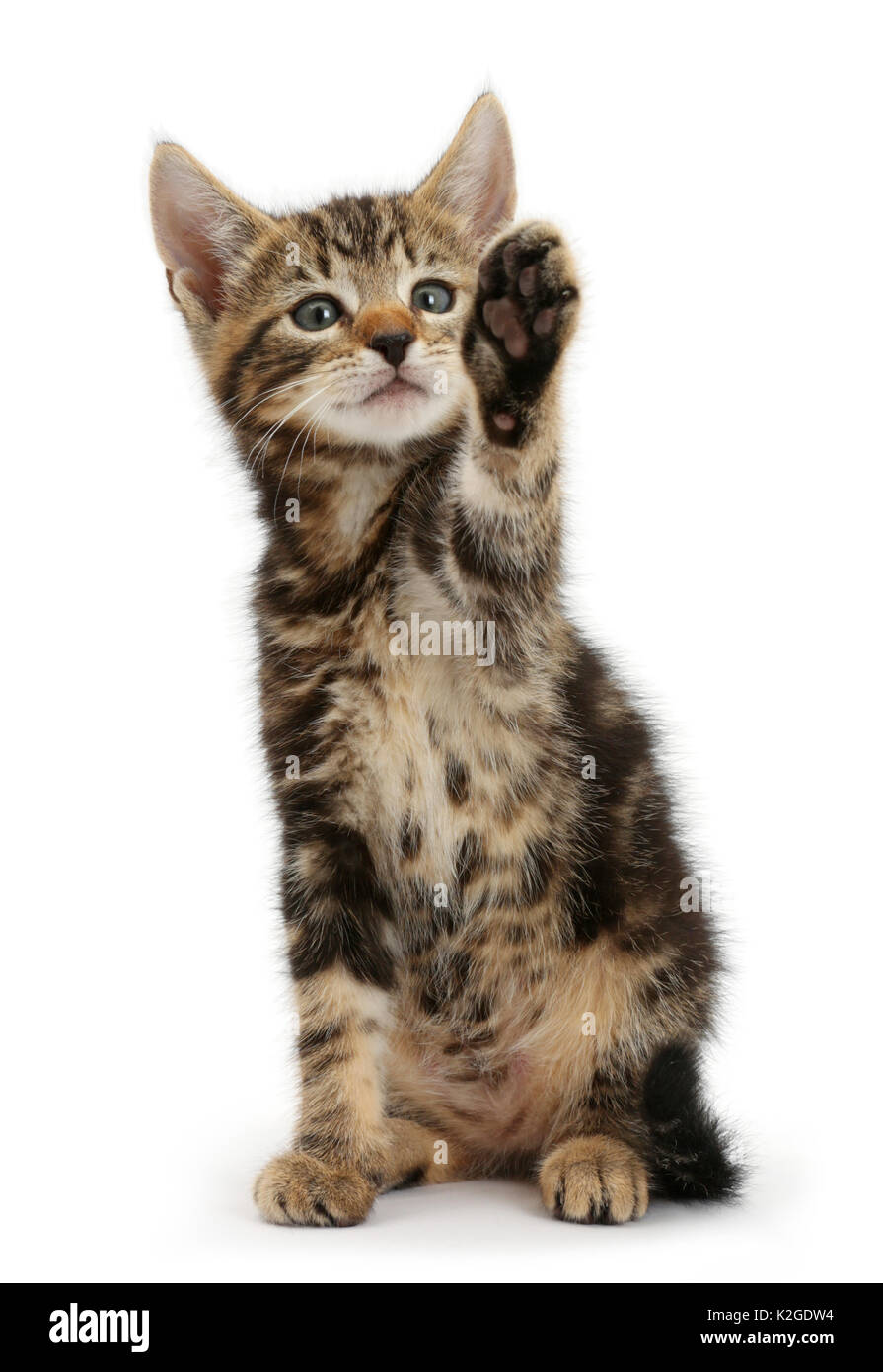 Tabby kitten, Picasso, 7 weeks, with raised paw. Stock Photo