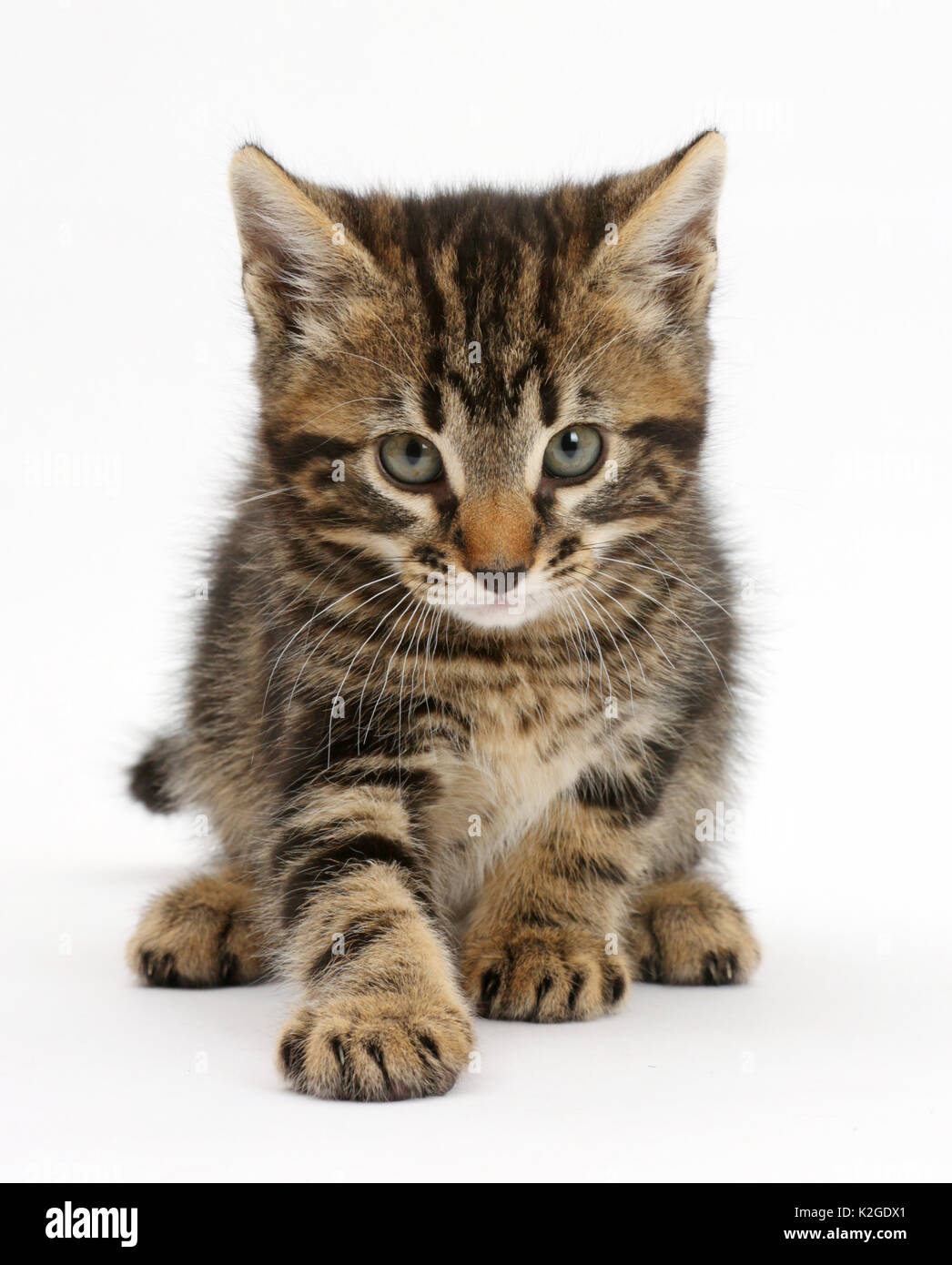 Tabby kitten, Smudge, age 7 weeks. Stock Photo