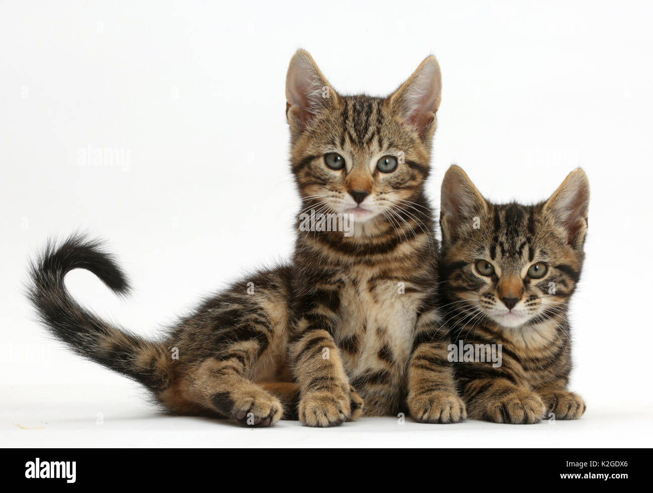 Two very young tabby kittens hi-res stock photography and images - Alamy