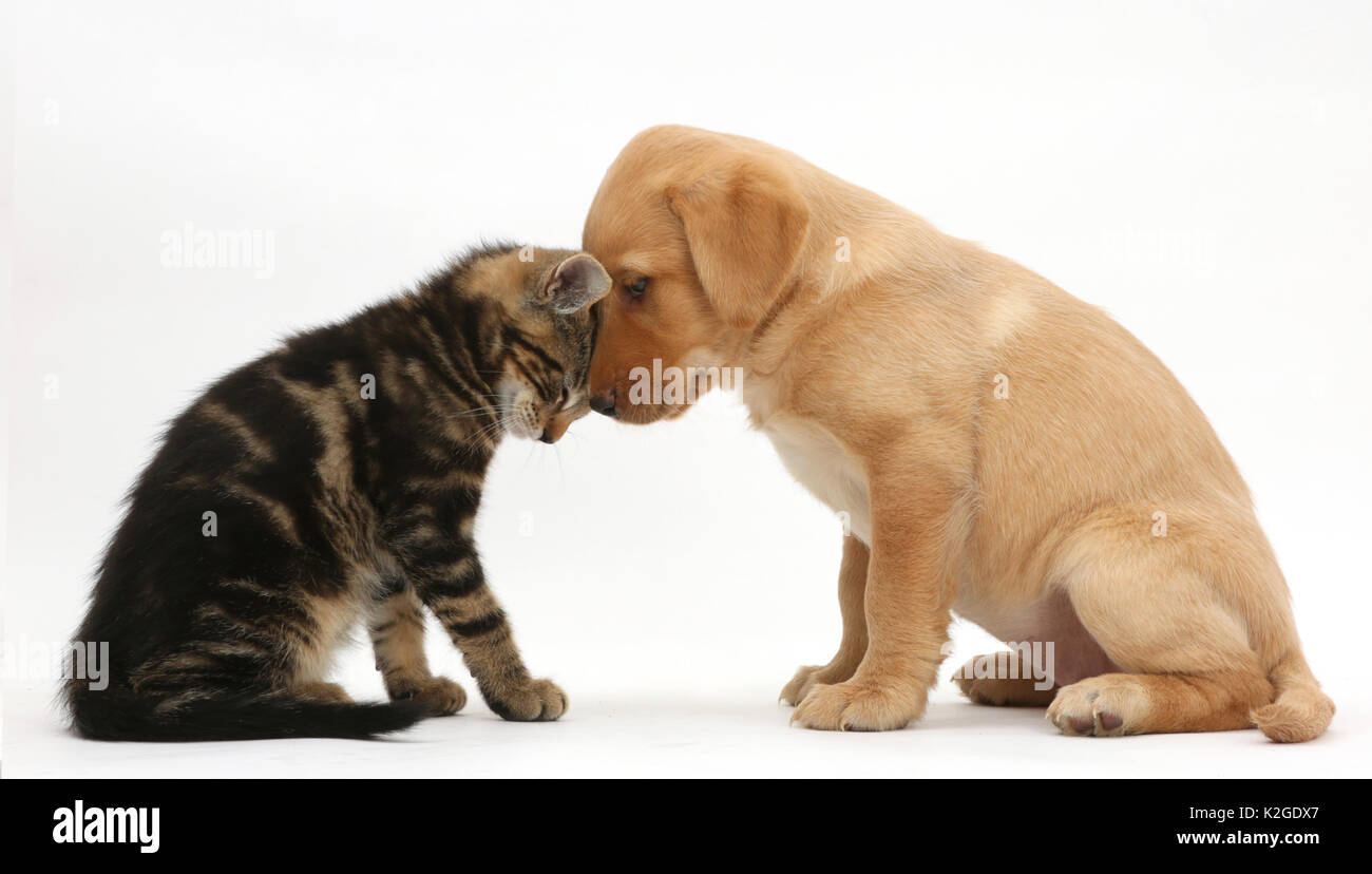 Tabby kitten, Picasso, 9 weeks, head to head with Yellow Labrador puppy, 8 weeks. Stock Photo