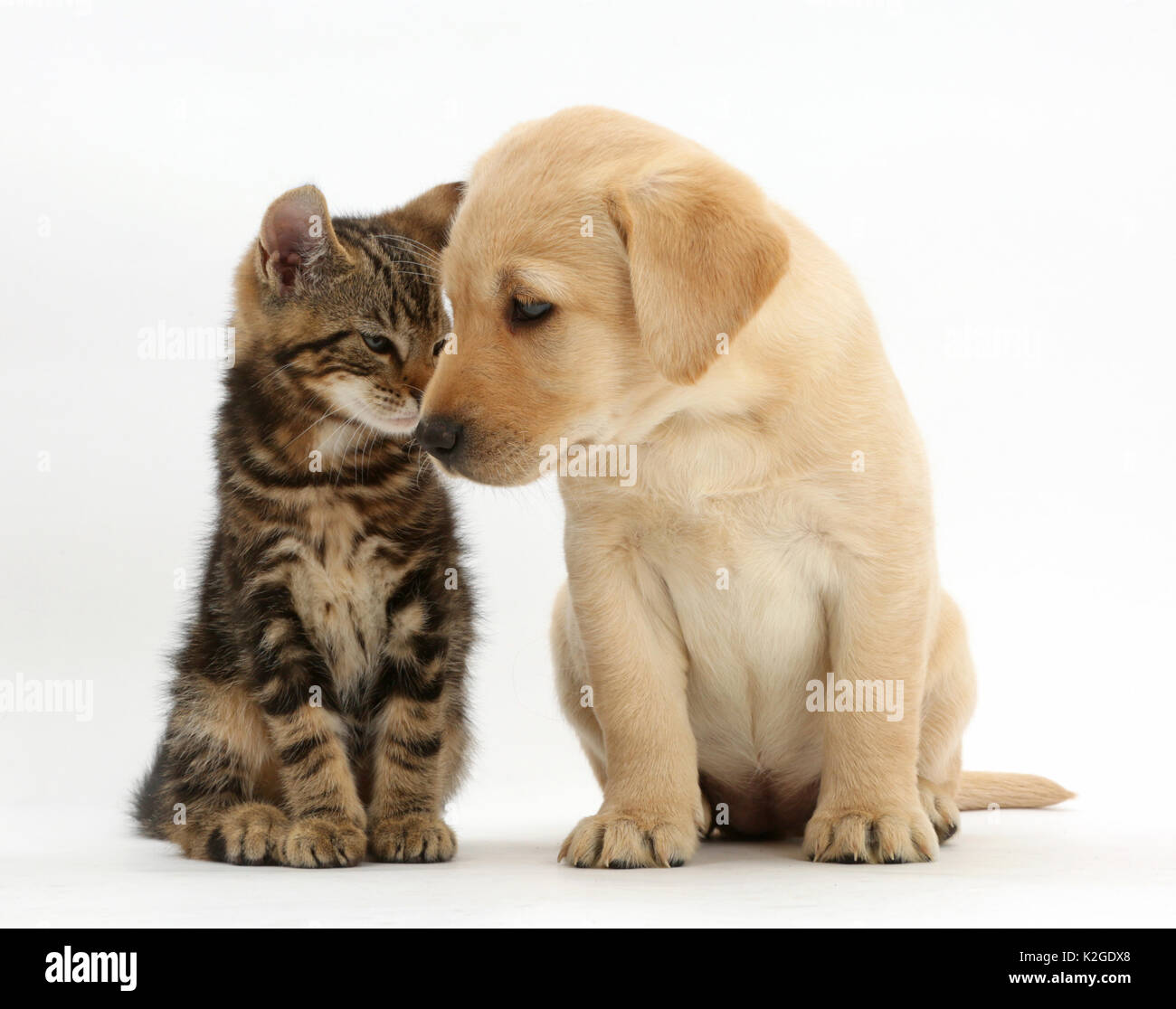 Tabby kitten, Picasso, 9 weeks, head to head with Yellow labrador puppy, 8 weeks. Stock Photo