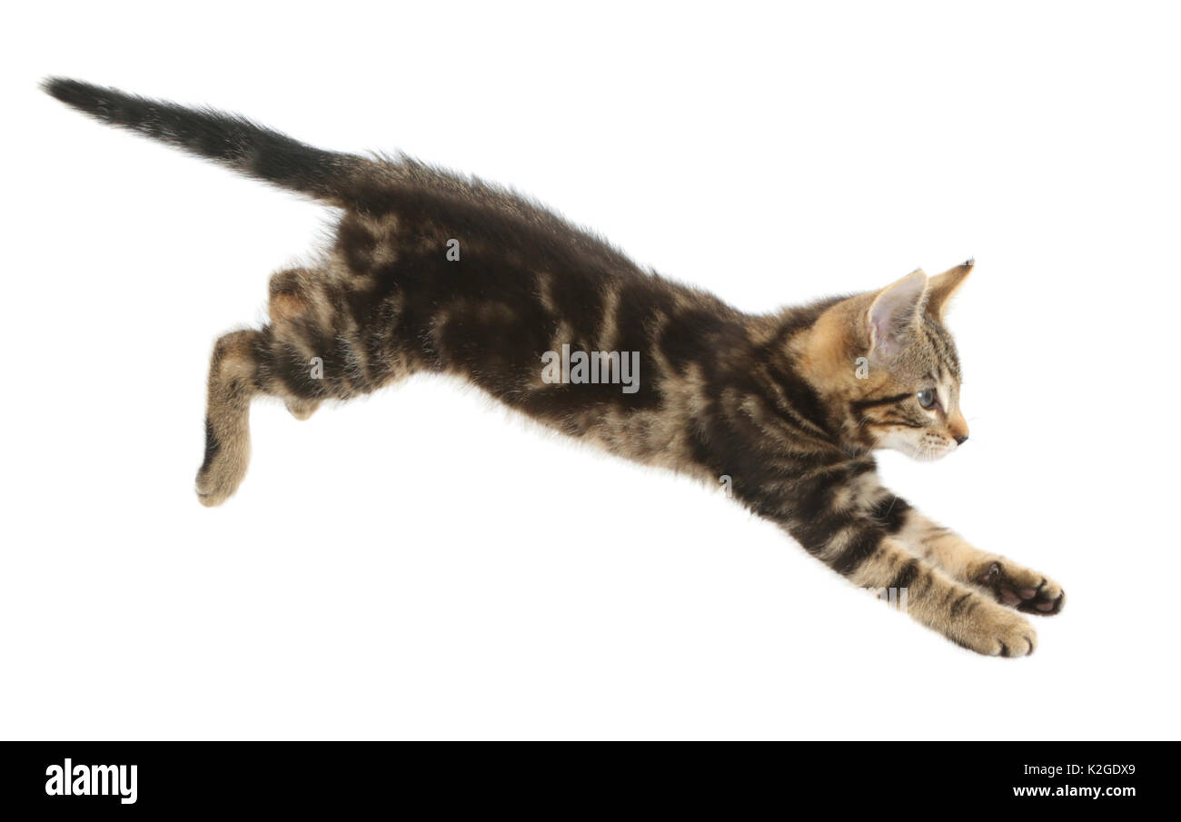 Tabby kitten, Picasso, 10 weeks, leaping. Stock Photo
