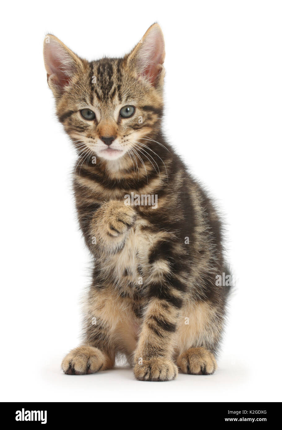 Tabby kitten, Picasso, 9 weeks, with raised paw. Stock Photo