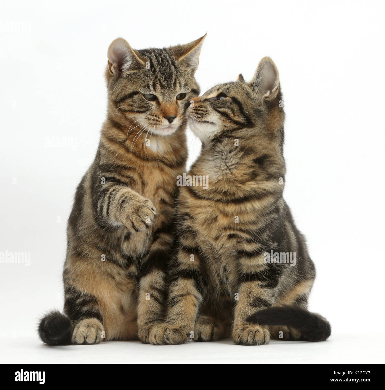 Tabby cats, Picasso and Smudge, age 3 months, sitting together. Stock Photo