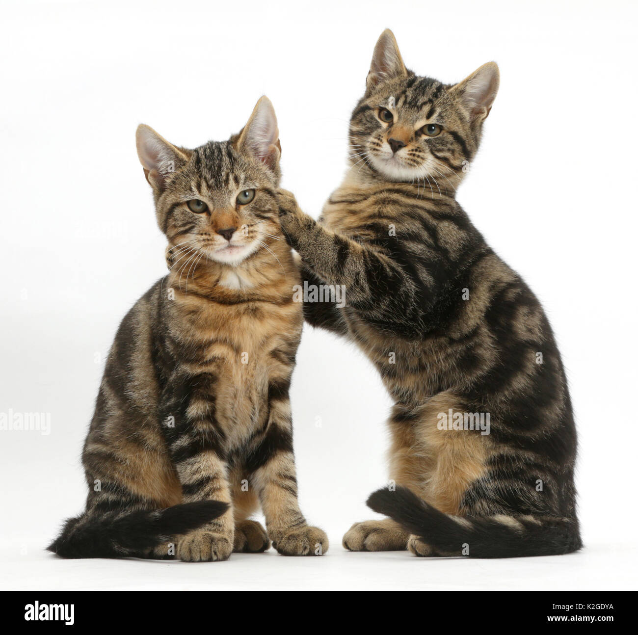 Tabby cats, Picasso and Smudge, age 3 months, together. Smudge with his paws up on Picasso. Stock Photo