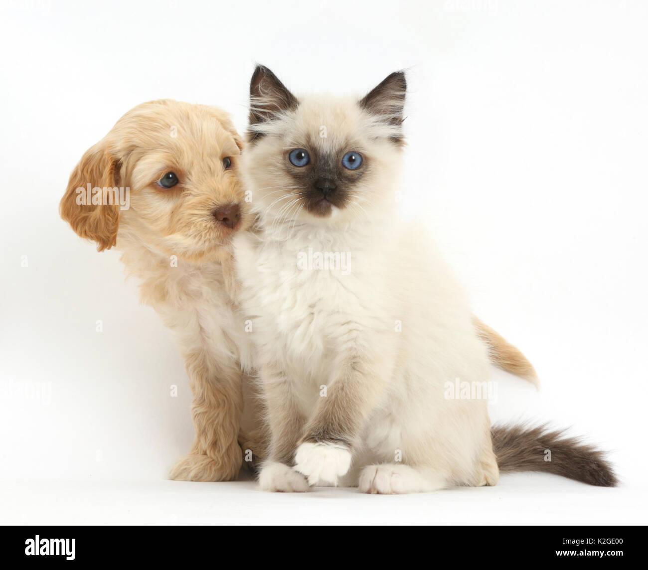 Ragdoll kitten and Cockapoo (Cavalier King Charles Spaniel cross Poodle) puppy. Stock Photo