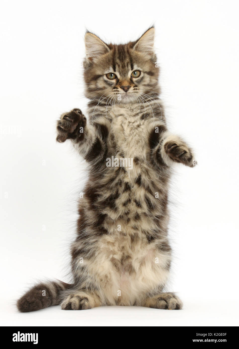 Tabby kitten on hind legs with paws out. Stock Photo
