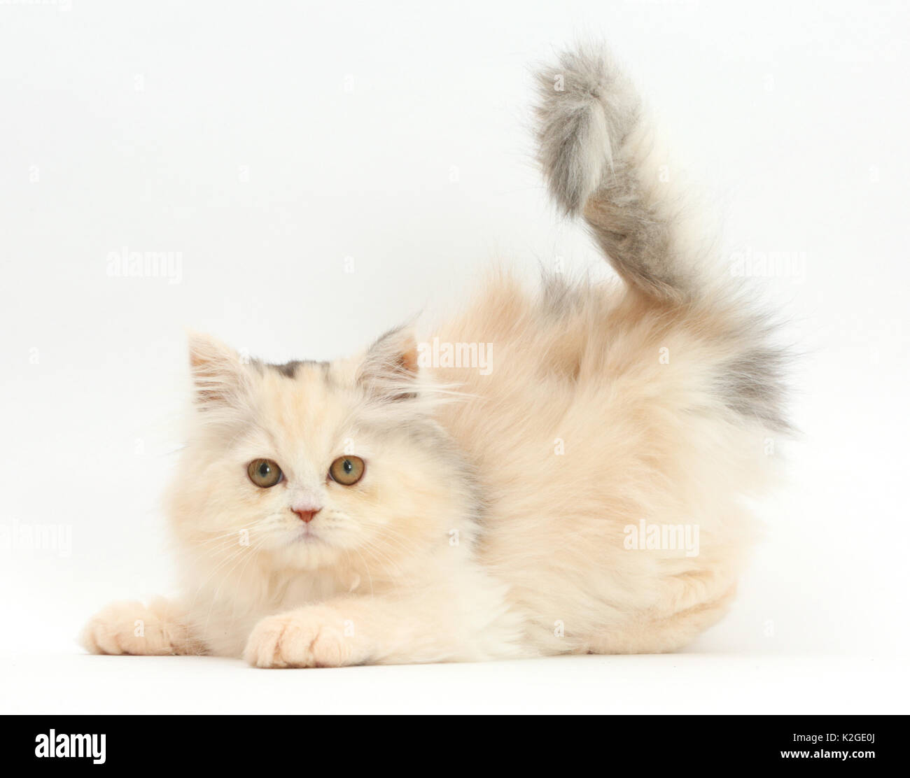 Persian kitten in playful posture. Stock Photo