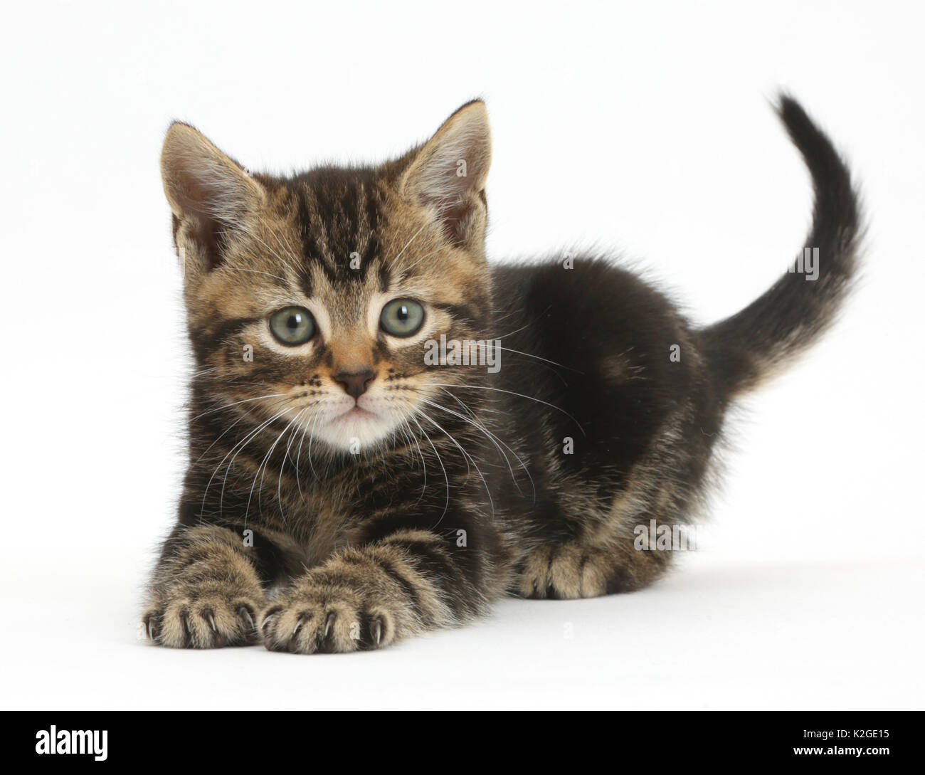 Tabby kitten, 7 weeks, in playful posture. Stock Photo