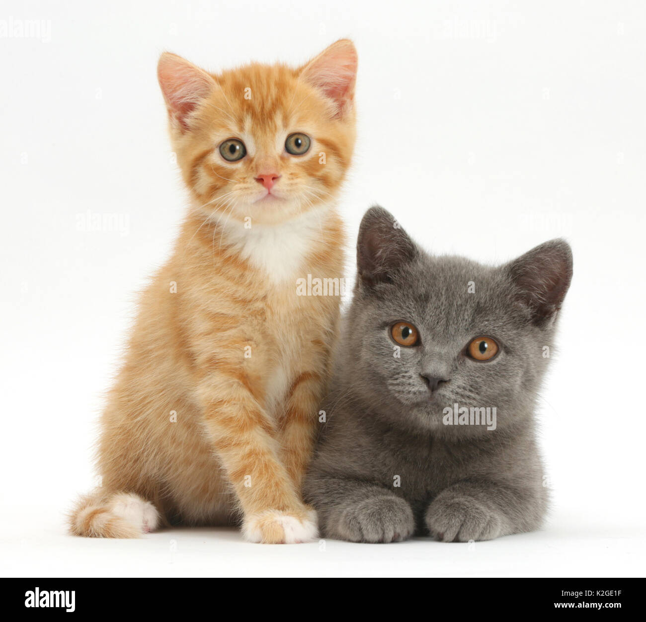 Ginger British Shorthair Cat Hi-Res Stock Photography And Images - Alamy