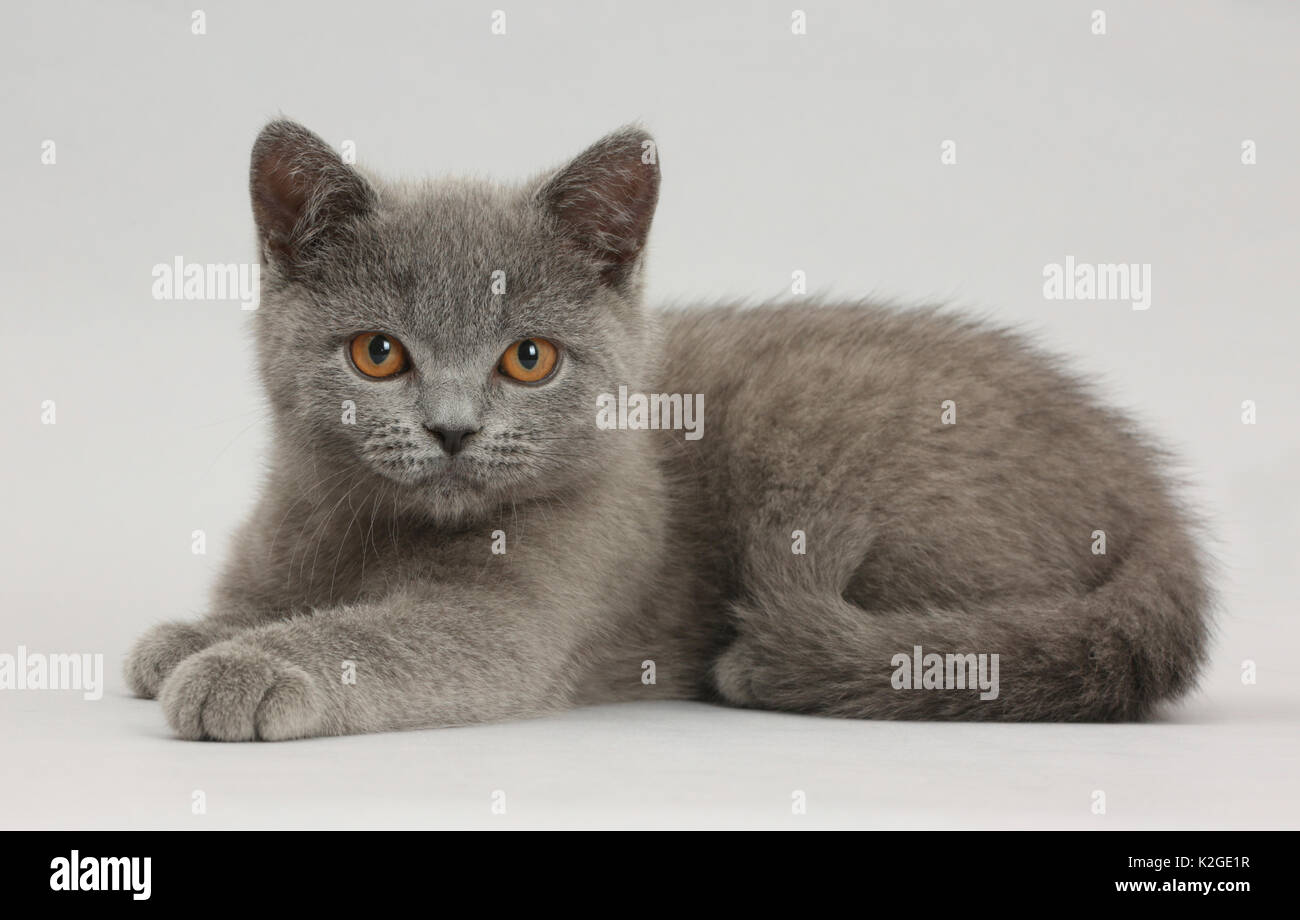Blue British Shorthair Kitten On Grey Background Stock Photo