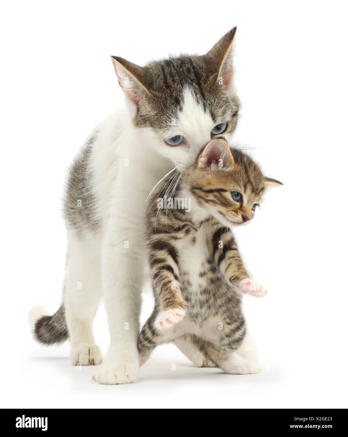 Tabby-and-white Siberian-cross mother cat carrying her tabby kitten, 4 weeks. Stock Photo