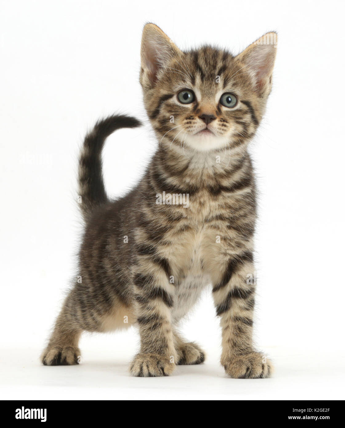Tabby kitten, 6 weeks, standing. Stock Photo