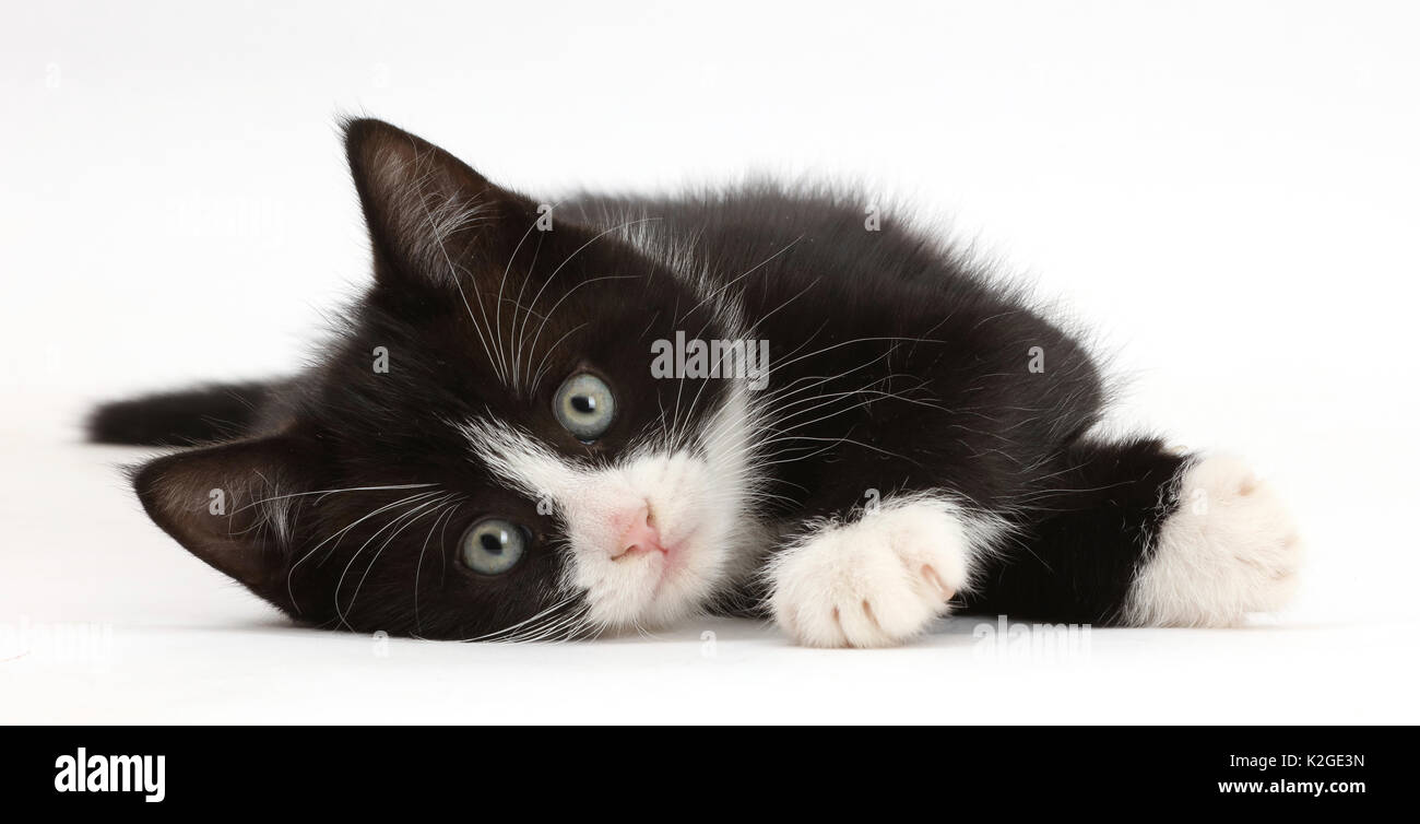 Black-and-white kitten, Solo, 7 weeks, lying on his side. Stock Photo