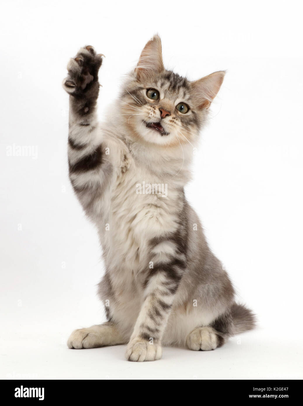 Silver tabby kitten, Loki, age 3 months, with raised paw. Stock Photo