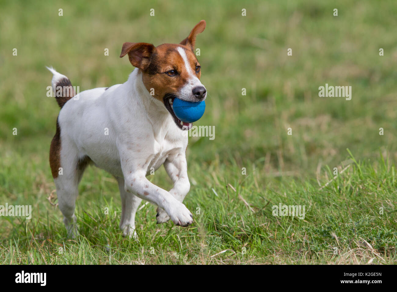 Young Jack Russell terrier running across a field carrying a blue ball in his mouth, Redbrook, Monmouthshire, Wales, UK, August. Stock Photo