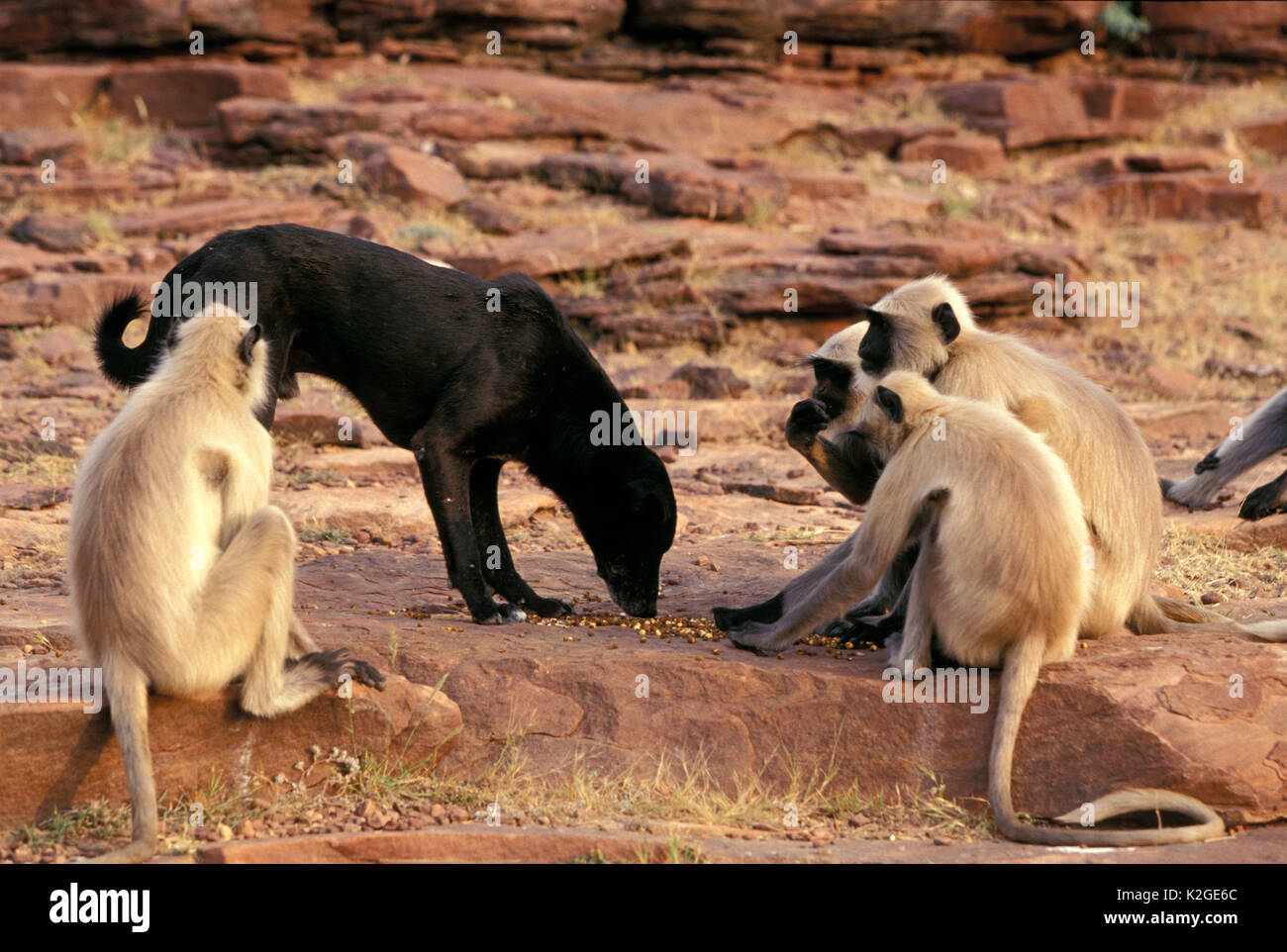 Hanuman langurs (Semnopithecus entellus) and a dog feeding on food left by people, Rajasthan, India. Stock Photo