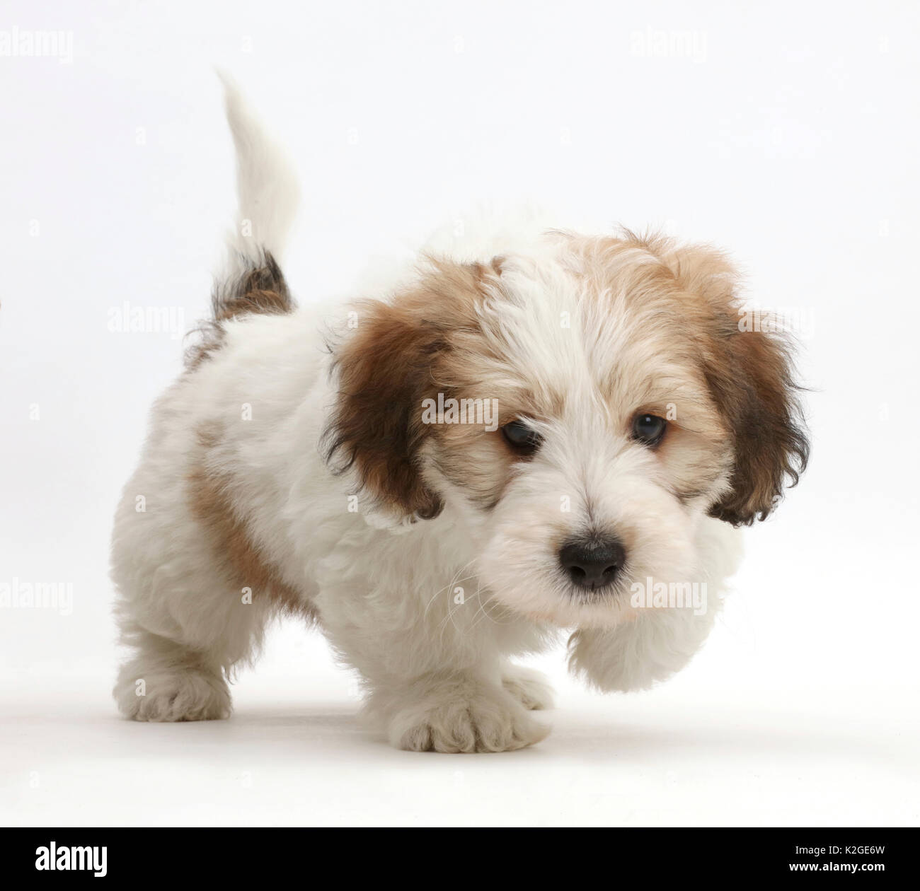 Jack Russell x Bichon puppy walking Stock Photo - Alamy