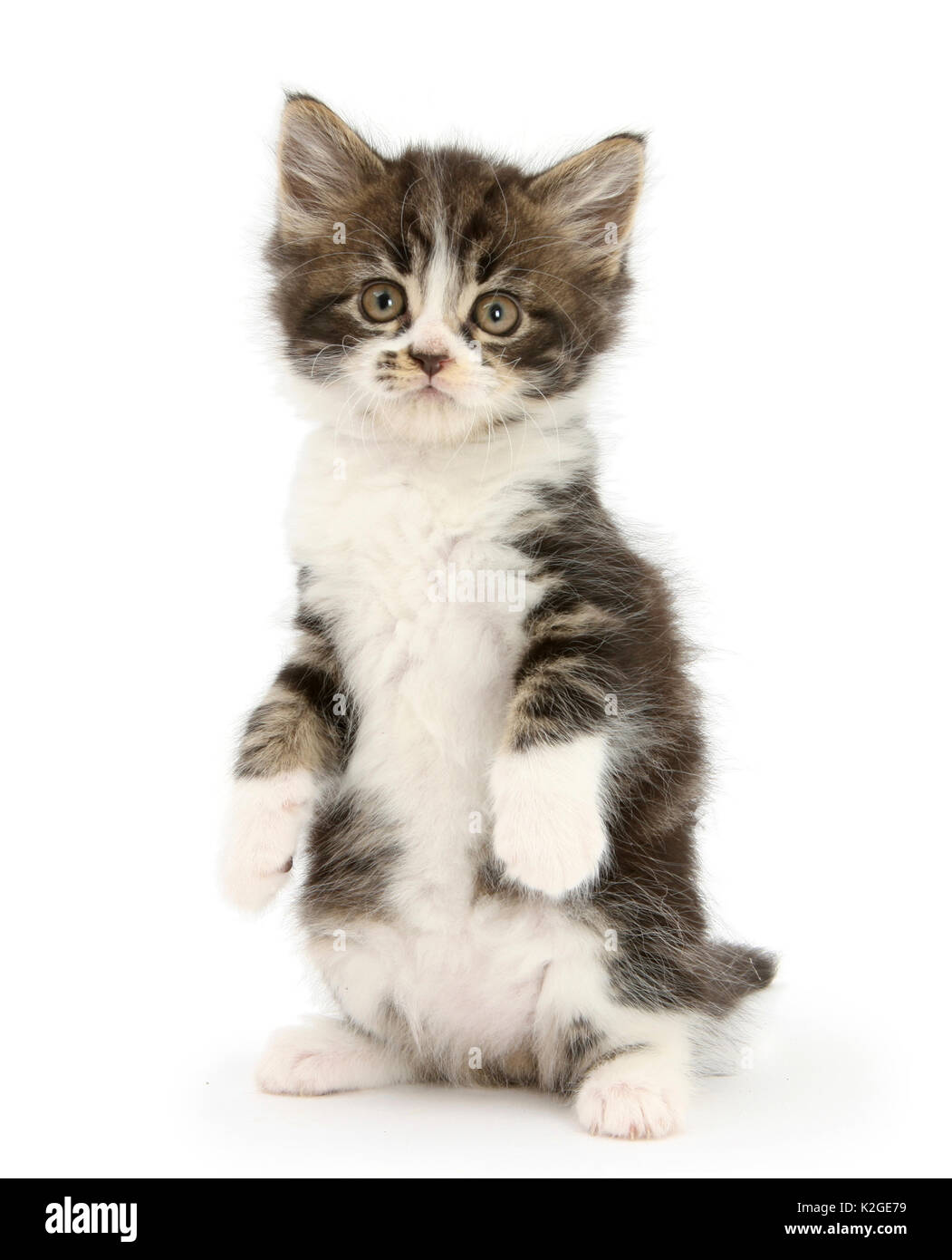 Tabby-and-white kitten. Stock Photo