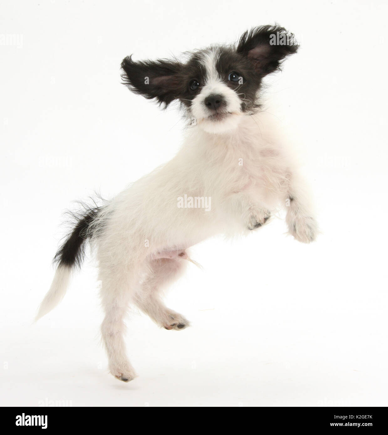 Black and white Jack-a-poo, Jack Russell cross Poodle, pup, 8 weeks old, jumping up. Stock Photo