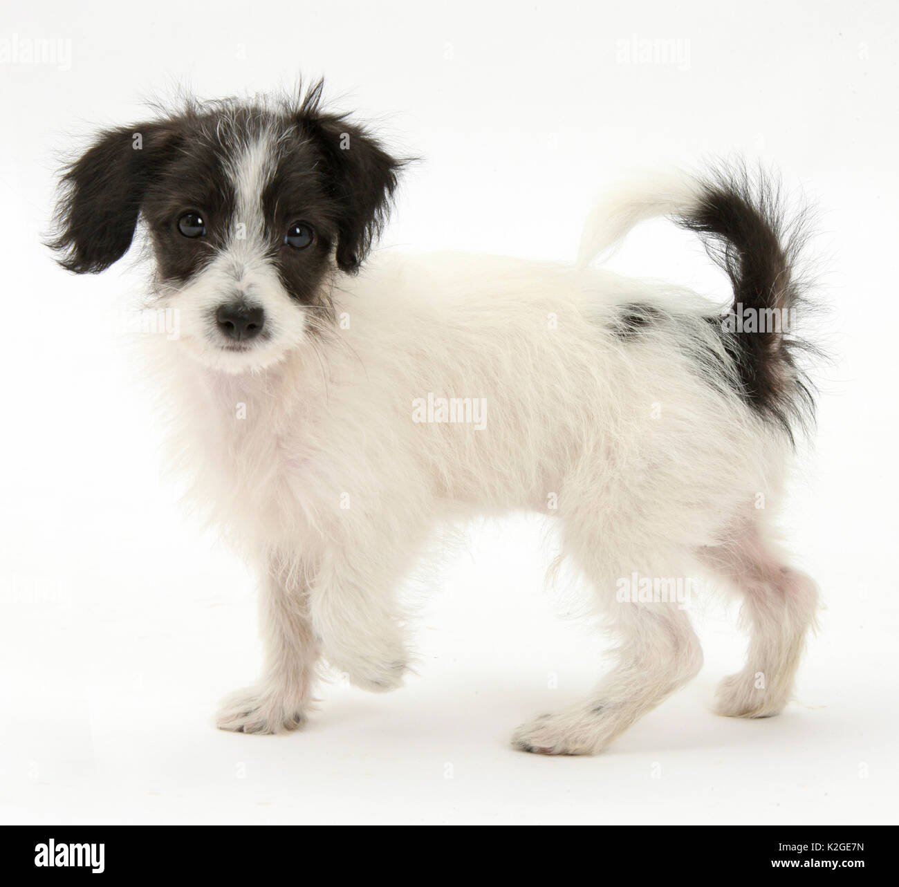 Jack russell hotsell and poodle mix