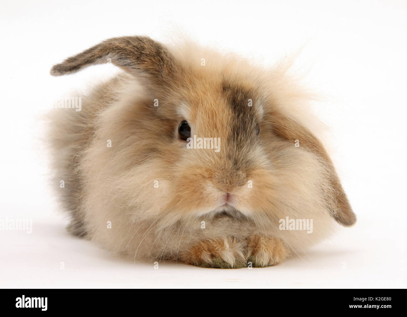 Young fluffy brown rabbit. Stock Photo