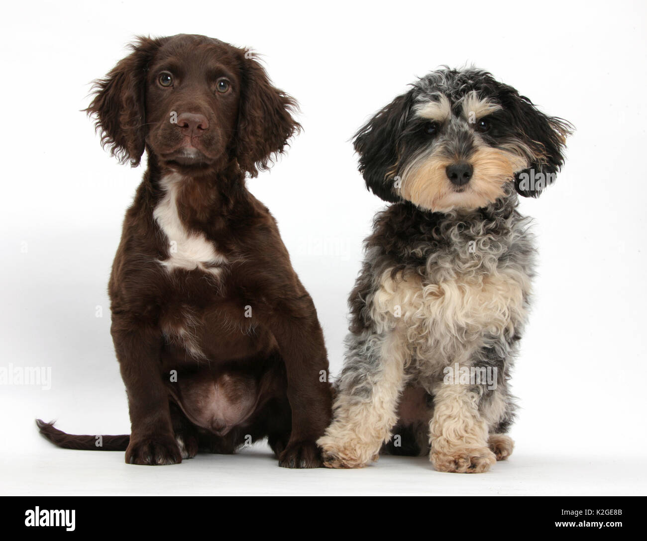 Tricolour merle Daxie-doodle dog, Dachshund cross Poodle, and chocolate Cocker Spaniel. Stock Photo