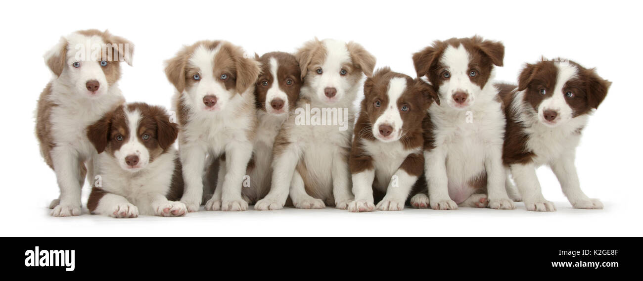 Group of chocolate and lilac border collie puppies. Stock Photo