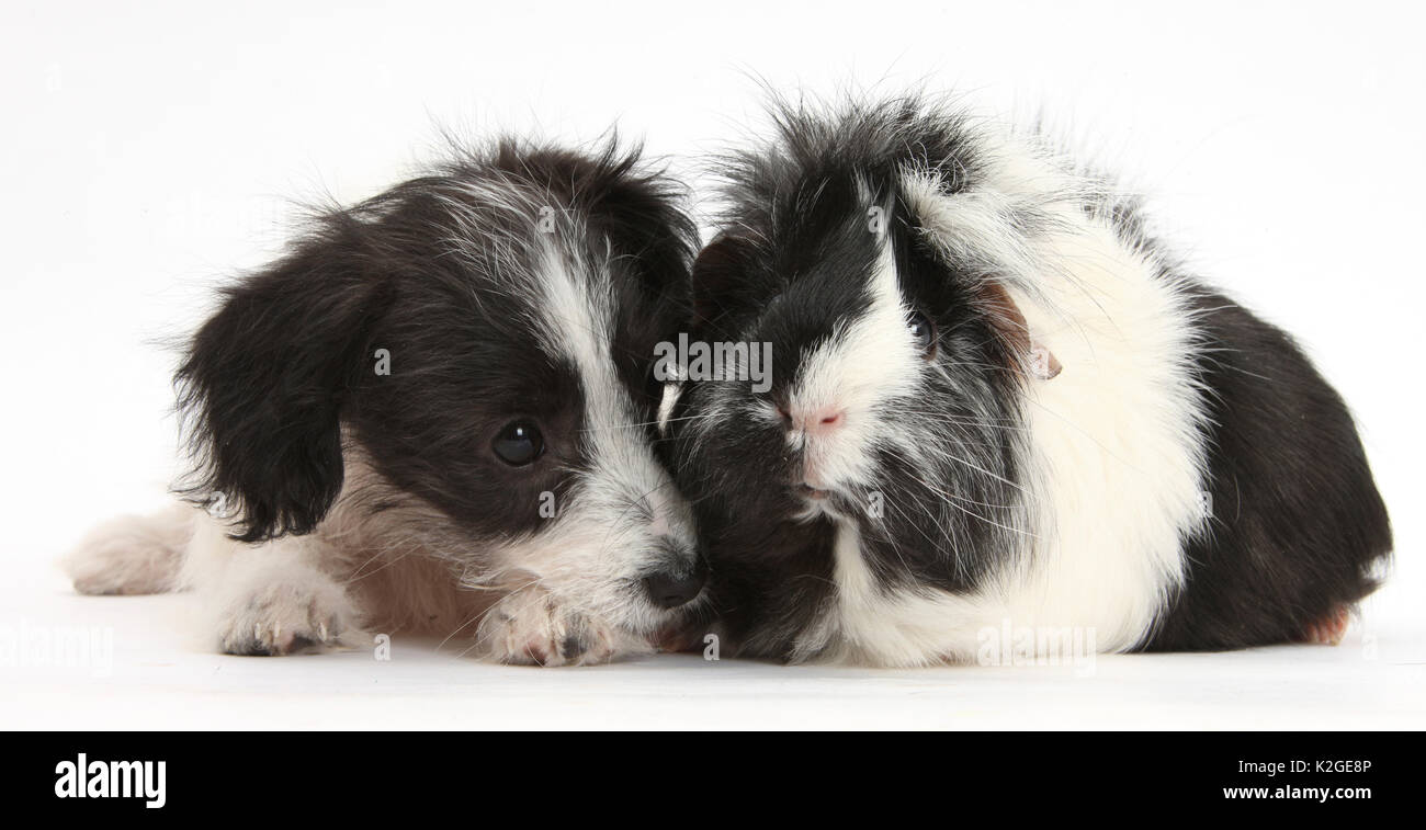 Black-and-white Jack-a-poo, Jack Russell cross Poodle dog pup, 8 weeks old, and black and white guinea pig. Stock Photo
